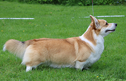 getreadyrocksteady-CAC.jpg - 76,5 KB