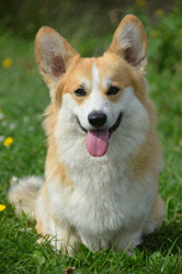 gingerelfbahar.gif - 32,0 KB