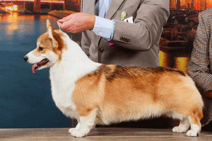 greenwoodssecretagent.gif - 38,4 KB