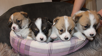 q-females_4weeks.jpg - 102,0 KB